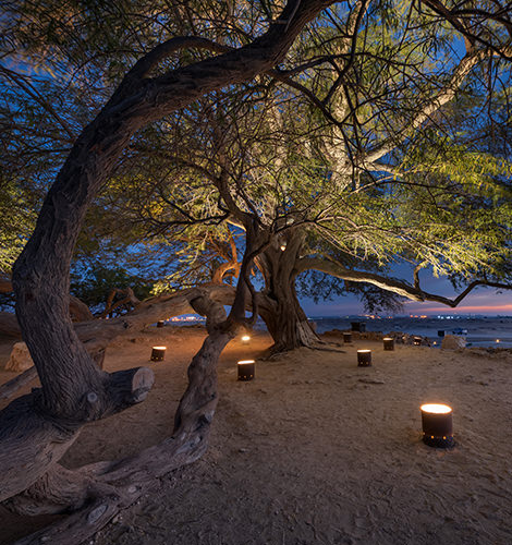 The tree of life in Bahrain